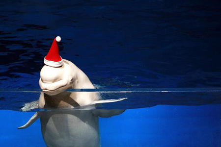 八景岛海岛乐园好玩不容错过-日本旅游_日本酒