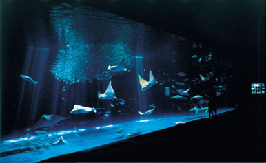 海洋的乐园 鹿儿岛水族馆-九州冲绳_福冈县_长