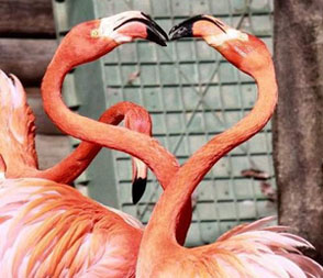 松山动物园火烈鸟心形求偶pose 一起过情人节