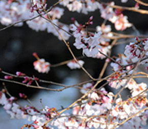 岐阜市樱花开放-日本旅游_日本酒店_日本旅游