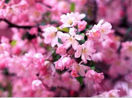 福冈赏樱名所--西公园