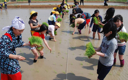 爱知县小学生播种水稻 收获大米将捐赠灾区-日