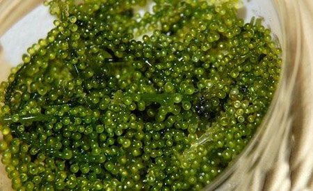 冲绳特产海葡萄 植物界的鱼子酱-九州冲绳_福