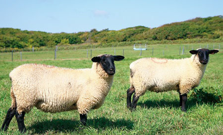 黑脸山羊 北海道的烧尻岛羊