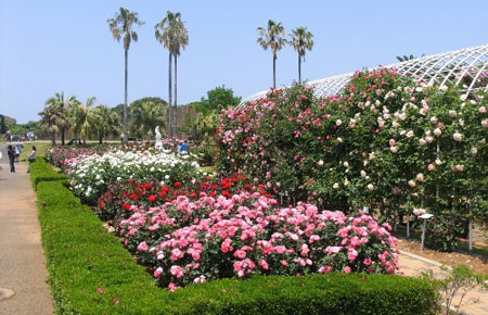 采橘东篱下 日本宫崎县延冈植物园-九州冲绳