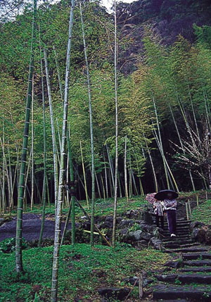 天下名园 鹿儿岛仙岩园-日本旅游_日本酒店_日