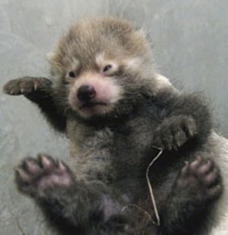 鹿儿岛市平川动物园 小熊猫宝宝闪亮登场-日本