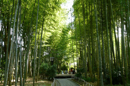 误入桃花源伊豆的日本兵器-日本旅游_竹林酒天下种小径君临九攻略图片