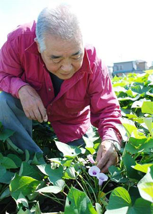 东京练马区 珍稀甘薯花盛开-日本旅游_日本酒