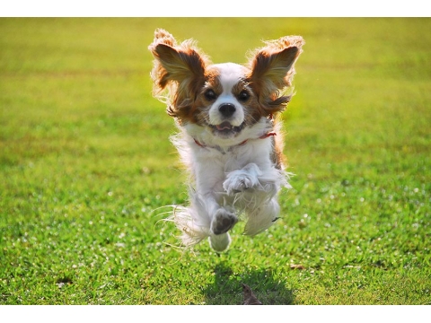 日本可爱狗狗与猫咪照片精选