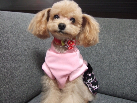 日本可爱狗狗与猫咪照片精选-日本新闻_日本资