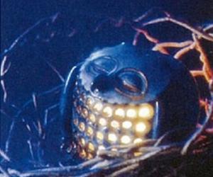 【大津特产】近江茶-近畿地方_大阪府_京都府