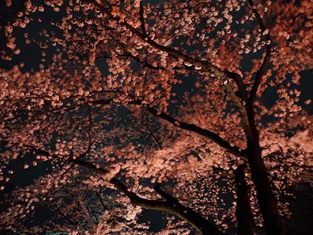 前桥公园-关东地区_东京都_千叶县_埼玉县_神