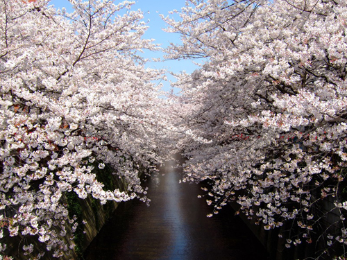东京目黑川樱花凋落后极致美景引话题