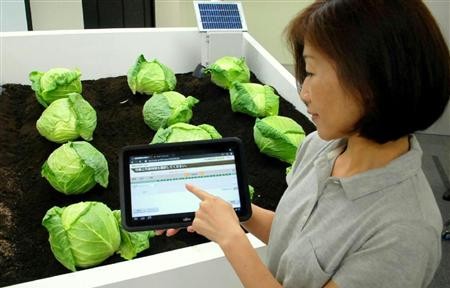 富士通将推出云服务 用IT支持农业发展-日本经