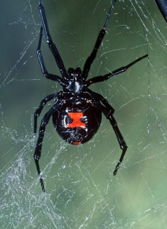 福冈市开展剧毒蜘蛛清除工作两公园捕杀50只-日本新闻_日本资讯_日本报道_日本通