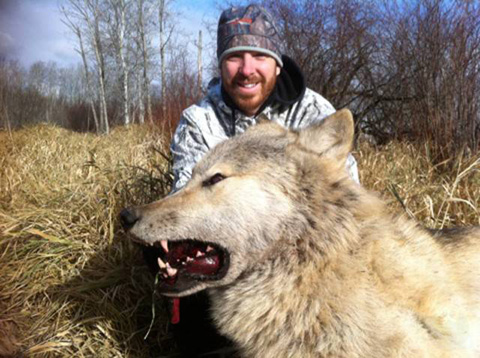 加拿大怪物级别野生巨狼被猎杀引日本热议
