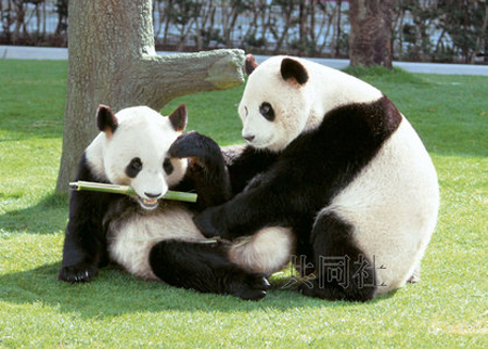 和歌山双胞胎大熊猫将赴华繁衍后代-日本旅游
