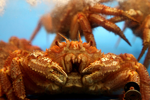 冬日北海道极致美食:全蟹宴-日本旅游_日本酒