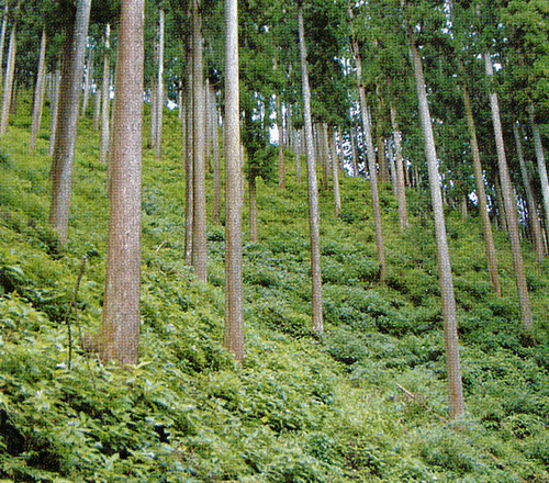 栃木县农林业-关东地区_东京都_千叶县_埼玉县