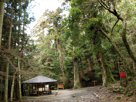 都市绿洲——春日山原始森林