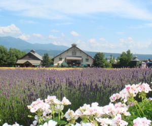 日本人眼中的中国人6大特点-日本文化_日本历