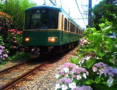 镰仓紫阳花巡礼-日本旅游_日本酒店_日本旅游