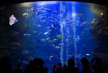 一个人的京都--闲逛水族馆-近畿地方_大阪府_