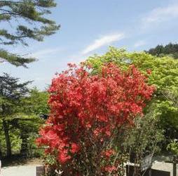 日本山梨县大善寺院葡萄酒之行-中部地区_静冈