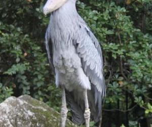 东京丨BigCamera最大商场开业三千余人排队