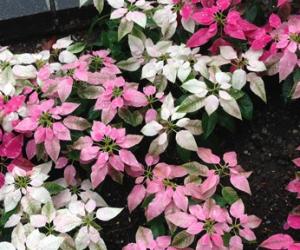 杨贵妃的眼泪失落东京 六本木全新密室活动登