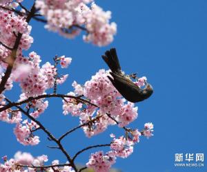 Weather Map发布2013年樱花前线预测-日本