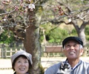 关于日本樱の花的美丽传说-日本文化_日本历史