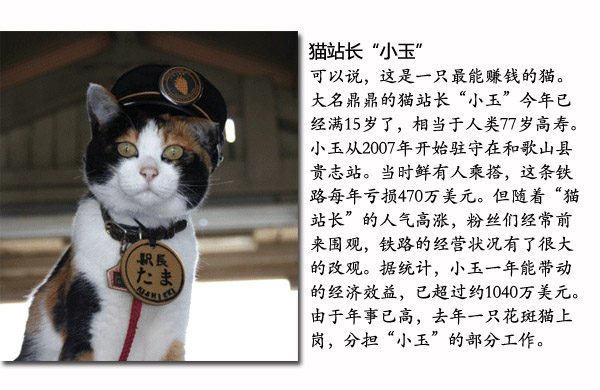 感受日本猫文化喵星界的明星大咖