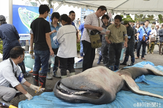 深海鲨鱼"巨口鲨"公开解剖 超过1500人围观 日本通