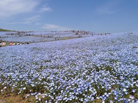 茨城县450万株门氏喜林草竞相开放