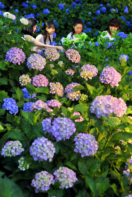 日本京都:夜赏紫阳花 装饰你的仲夏夜之梦