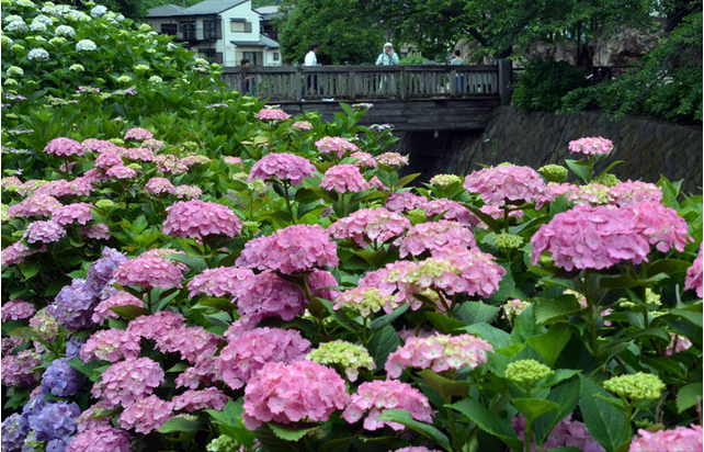 神奈川县绫濑市迎来绣球花花期
