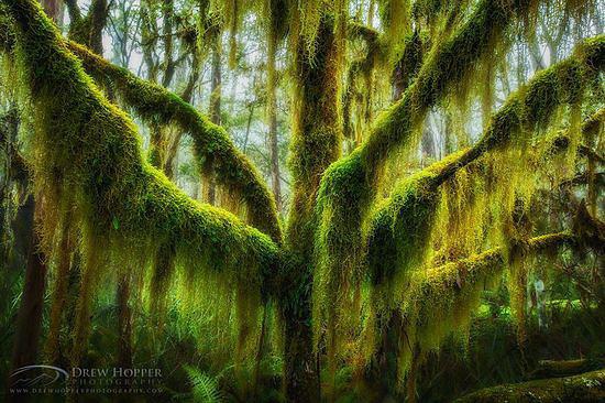 盘点世界上最美的16棵树