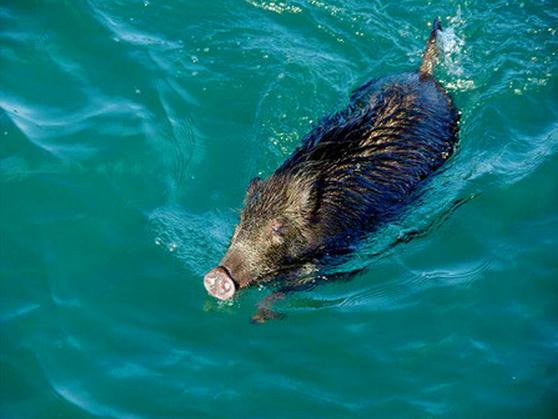 日本高松海保公开野猪海中游泳视频-日本新闻