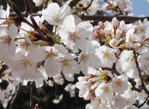 关于日本樱の花的美丽传说-日本文化_日本历史