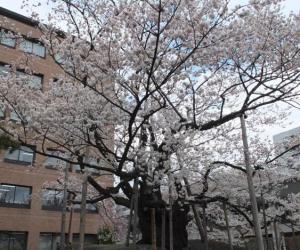 关于日本樱の花的美丽传说-日本文化_日本历史