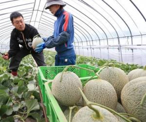 日本生活用品日本食品-日本经济_日本产业_日