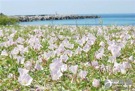 兵库县滨旋花盛开 预示初夏到来-日本新闻_日