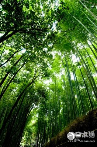 值得一去的地方 京都观光景点推荐top20(前篇