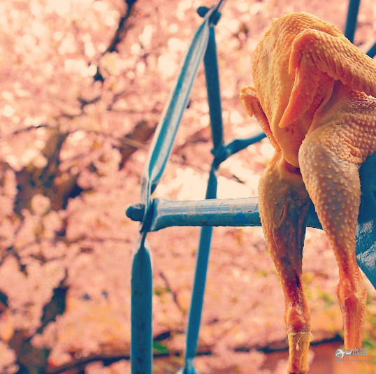 这个日本网红“鸡肉小姐”出性感写真集了！