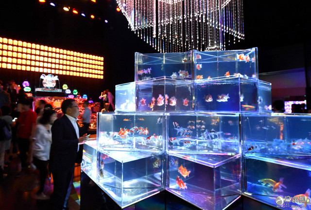 大阪举办艺术水族馆展 金鱼与光交织舞动的世界