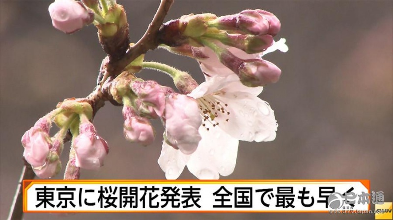 东京市中心樱花开花 日本全国最早发布开花消息