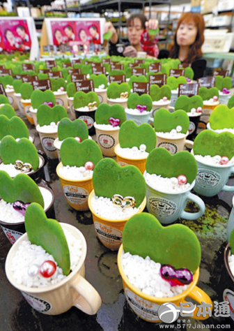 情人节临近 日本心形观叶植物热销
