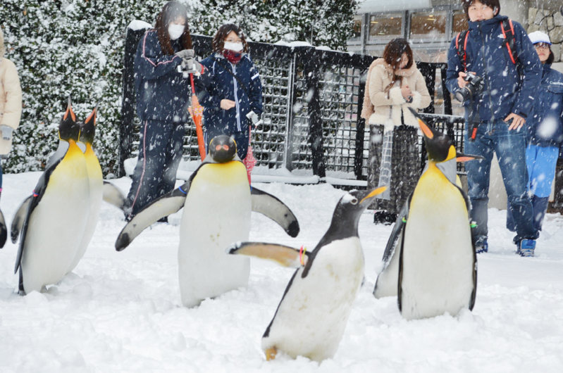 长崎水族馆企鹅雪中散步 游客大呼可爱